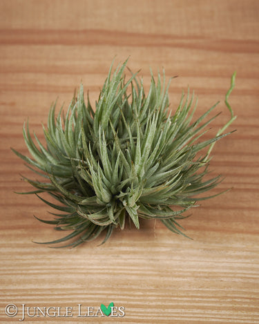 Tillandsia loliacea