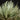 Tillandsia loliacea