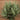 Tillandsia loliacea