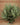 Tillandsia loliacea