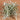 Tillandsia mollis