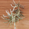 Tillandsia mollis