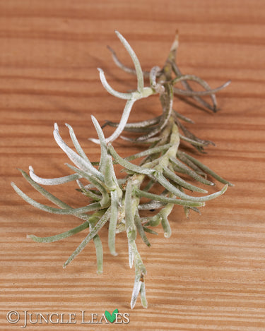 Tillandsia mollis