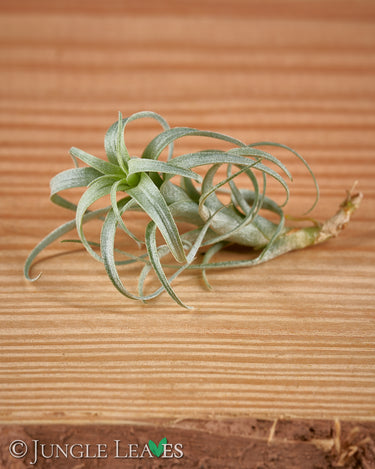 Tillandsia nana