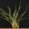 Tillandsia pruinosa