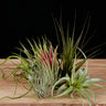 Tillandsia Set