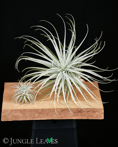 Tillandsia tectorum 'Wide Form'