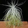 Tillandsia tectrorum 'Caulescent Form'