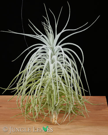 Tillandsia tectrorum 'Caulescent Form'