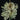 Tillandsia tricholepis