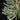 Tillandsia tricholepis
