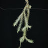 Tillandsia tricholepis