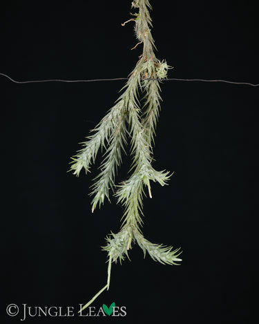 Tillandsia tricholepis