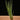 Tillandsia tricolor (Syn. melanocrater)
