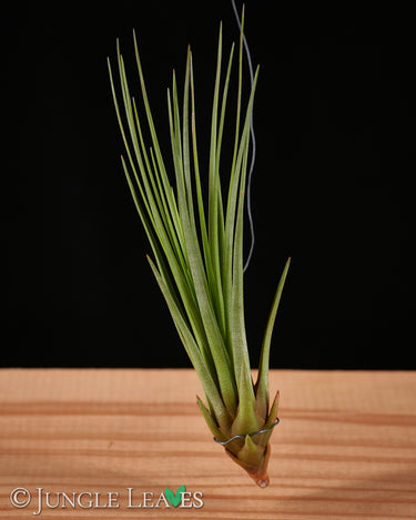 Tillandsia tricolor (Syn. melanocrater)