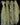 Tillandsia usneoides (Standard, Fine, Curly, Soft)
