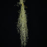 Tillandsia usneoides 'Fine Form'