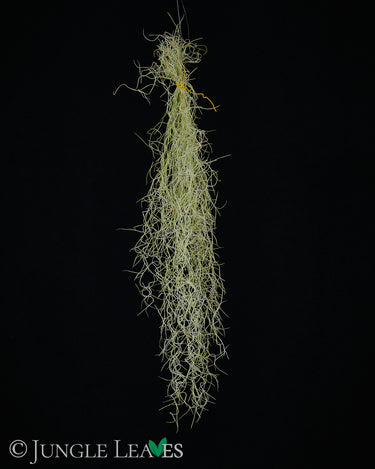Tillandsia usneoides 'Fine Form'