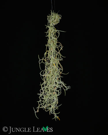 Tillandsia usneoides 'Curly Form'