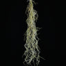 Tillandsia usneoides 'Soft Form'