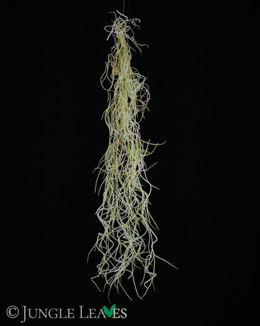 Tillandsia usneoides 'Soft Form'