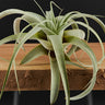 Tillandsia xerographica M