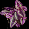 Tradescantia 'Pink Paradise'