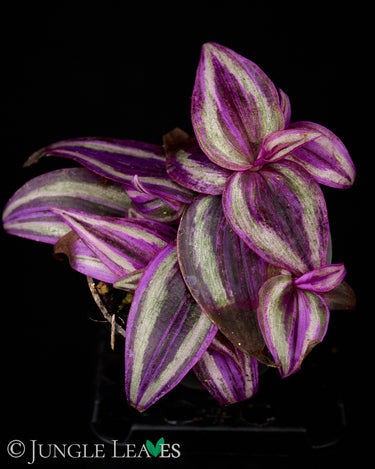 Tradescantia 'Pink Paradise'