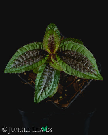 Triolena pustulata