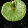 Tylecodon singularis