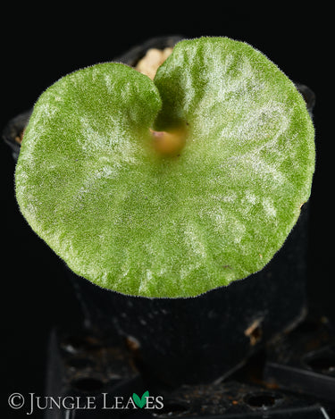 Tylecodon singularis