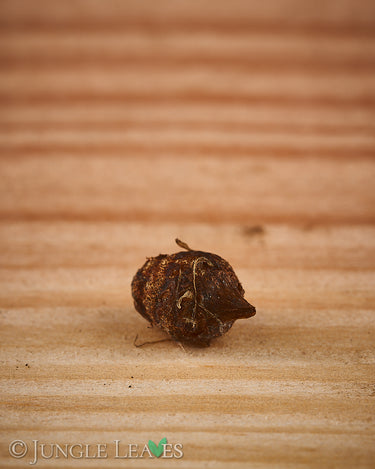 Typhonium flagelliforme tuber