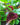 Typhonium roxburghii inflorescence2
