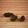 Typhonium roxburghii tuber