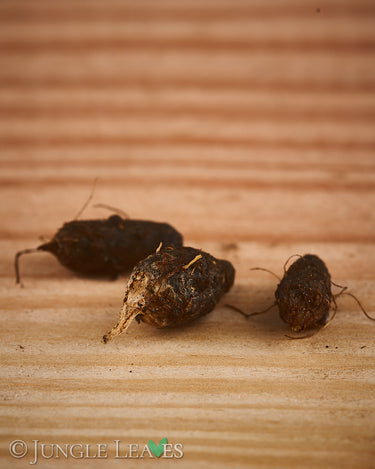 Typhonium roxburghii tuber