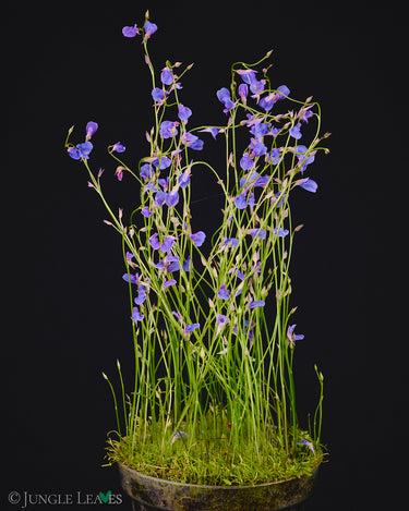 Utricularia babui