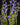 Utricularia babui