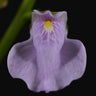 Utricularia calycifida