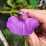 Utricularia longifolia