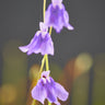 Blüten