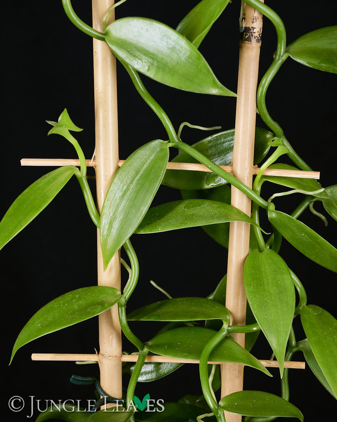 Vanilla planifolia (Gewürzvanille / Echte Vanille) – Jungle Leaves