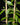 Vanilla planifolia