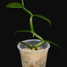 Vanilla planifolia