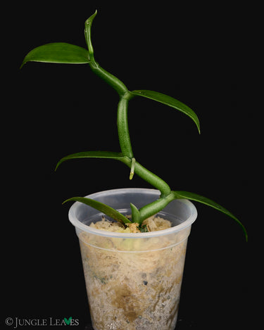 Vanilla planifolia