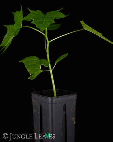 Vasconcellea (Carica) cauliflora