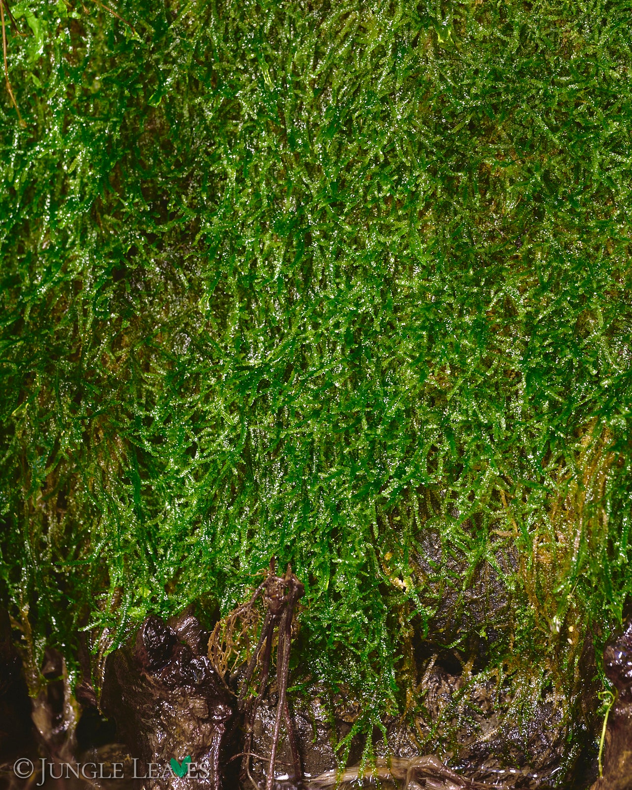 Vesicularia dubyana (Javamoos) – Jungle Leaves