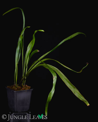 Vittaria flexuosa (Haplopteris flexuosa)