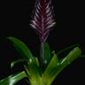 Vriesea 'Cathy P'