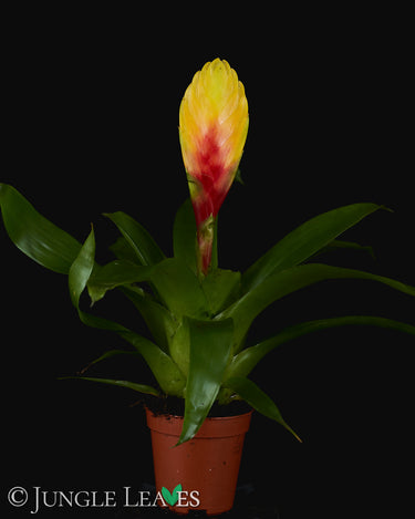 Vriesea 'El Dorado'