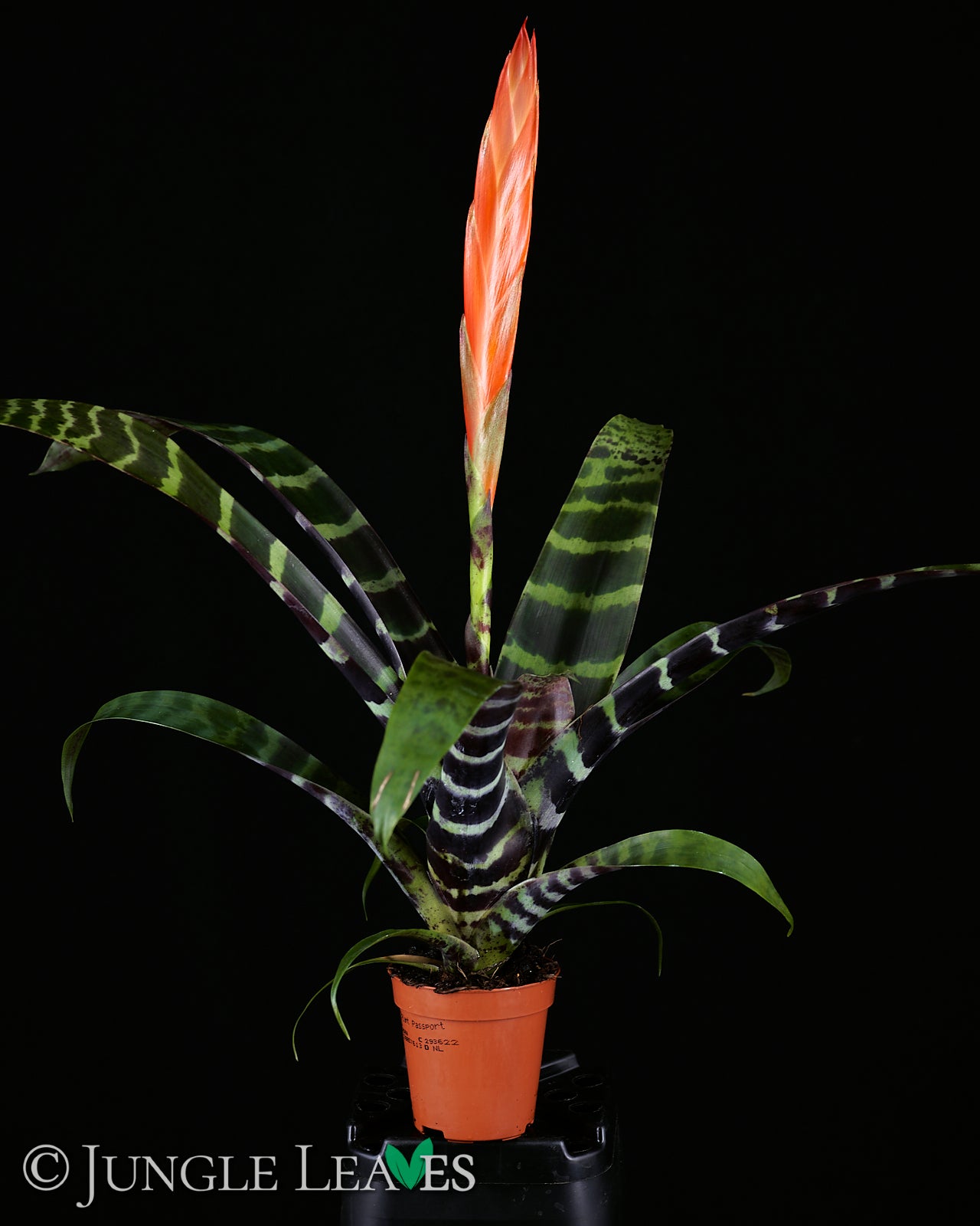 zimmerpflanzen vriesea Vriesea splendens – Jungle Leaves